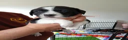 Sprollie dogs for sale: Gorgeous Sprollies puppies  Ready to leave  - Advert 18