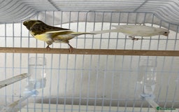Canaries birds for sale: Canary  - Image 2
