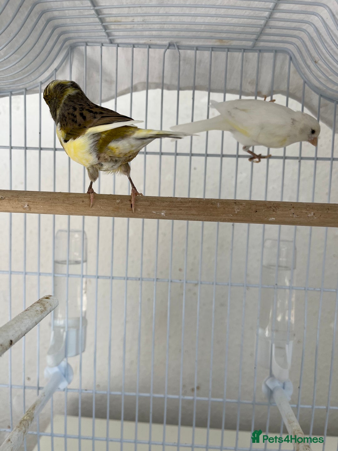 Canaries birds for sale: Canary  - Image 2