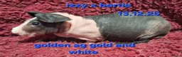 Guinea Pig rodents for sale: 6 male skinny/werewolf pig boars  - Advert 4