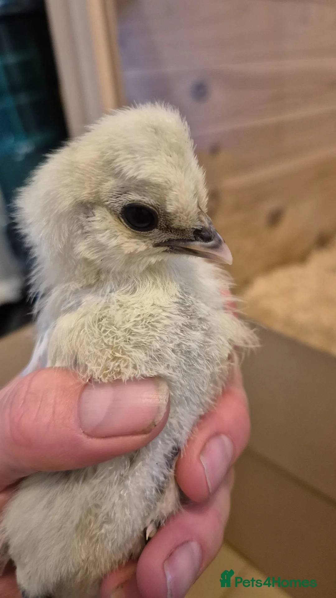 Chickens poultry for sale: 4 chicks available. 2 polskie, 2 polish  - Advert 14