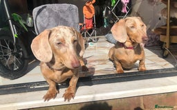 Miniature Dachshund dogs for sale: Miniature dachshund puppies excellent quality  - Image 14