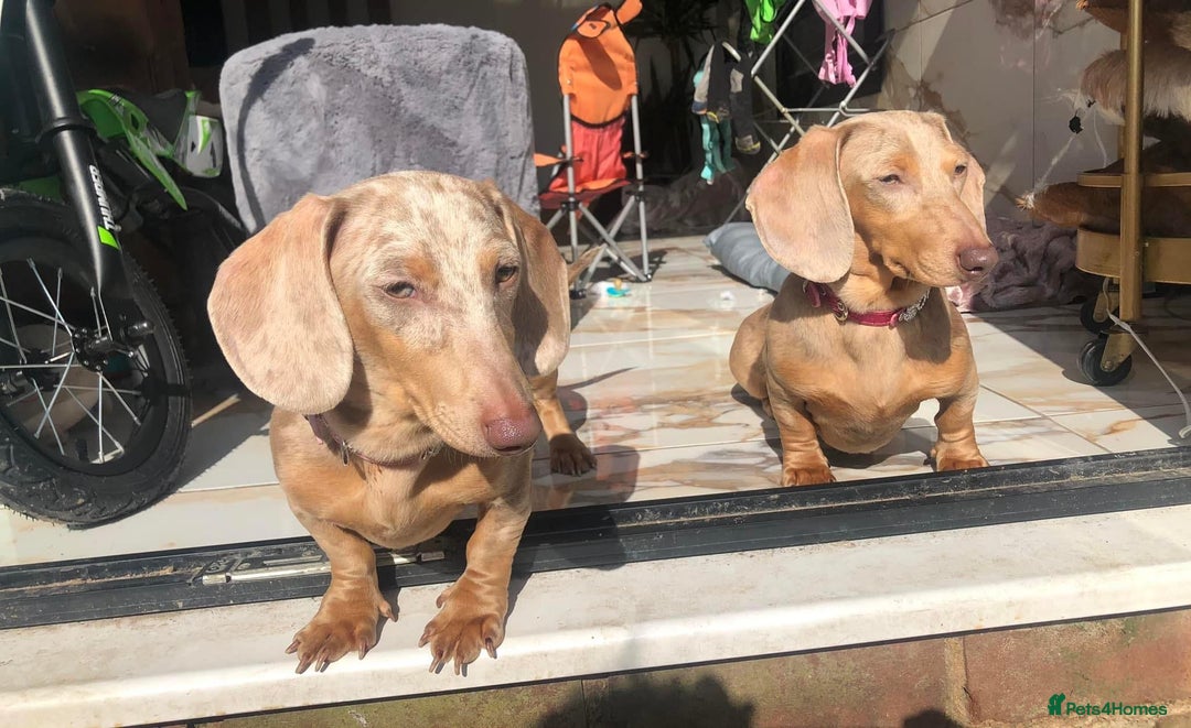 Miniature Dachshund dogs for sale: Miniature dachshund puppies excellent quality  - Image 14