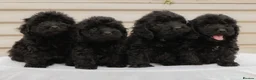 Cockapoo dogs for sale: 4 beautiful cockapoo boys  - Advert 4