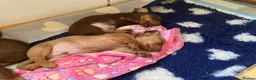 Miniature Dachshund dogs for sale: 4 beautiful miniature daushunds for sale - Advert 6