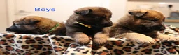 Mixed Breed dogs for sale: Belgian Malinois X German Shepherd  - Advert 3