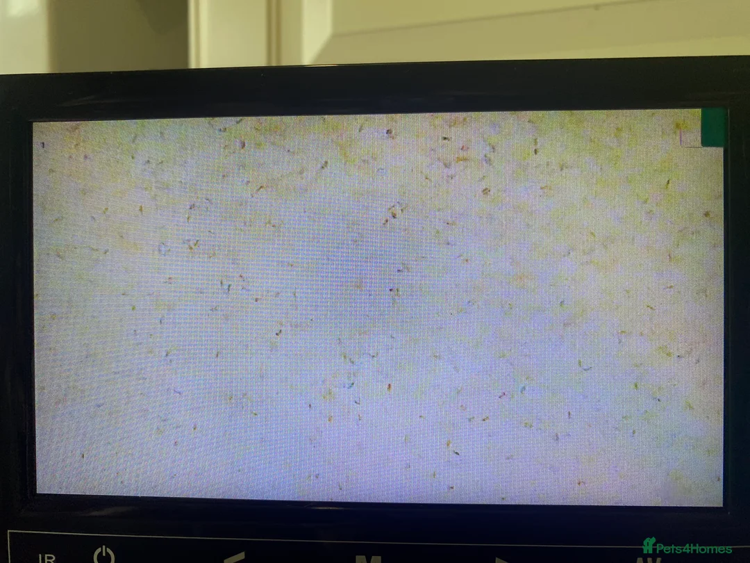 French Bulldog dogs for stud: 🔥🔥 PROVEN L1 & L4 BLUE VISUAL FLUFFY STUD 🔥🔥 in Feltham - Advert 4