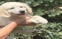 Golden Retriever dogs for sale: KC Registered  boy from 5 Star Breeder  - Image 12