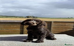 German Wirehaired Pointer dogs for sale: Gorgeous GWP bitch Puppy  - Image 4