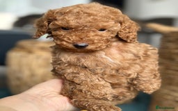 Miniature Poodle dogs for sale: 🐾 Beautiful KC 🦊 Red Miniature Poodle Puppies 🐾 - Image 14
