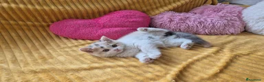 British Shorthair 5