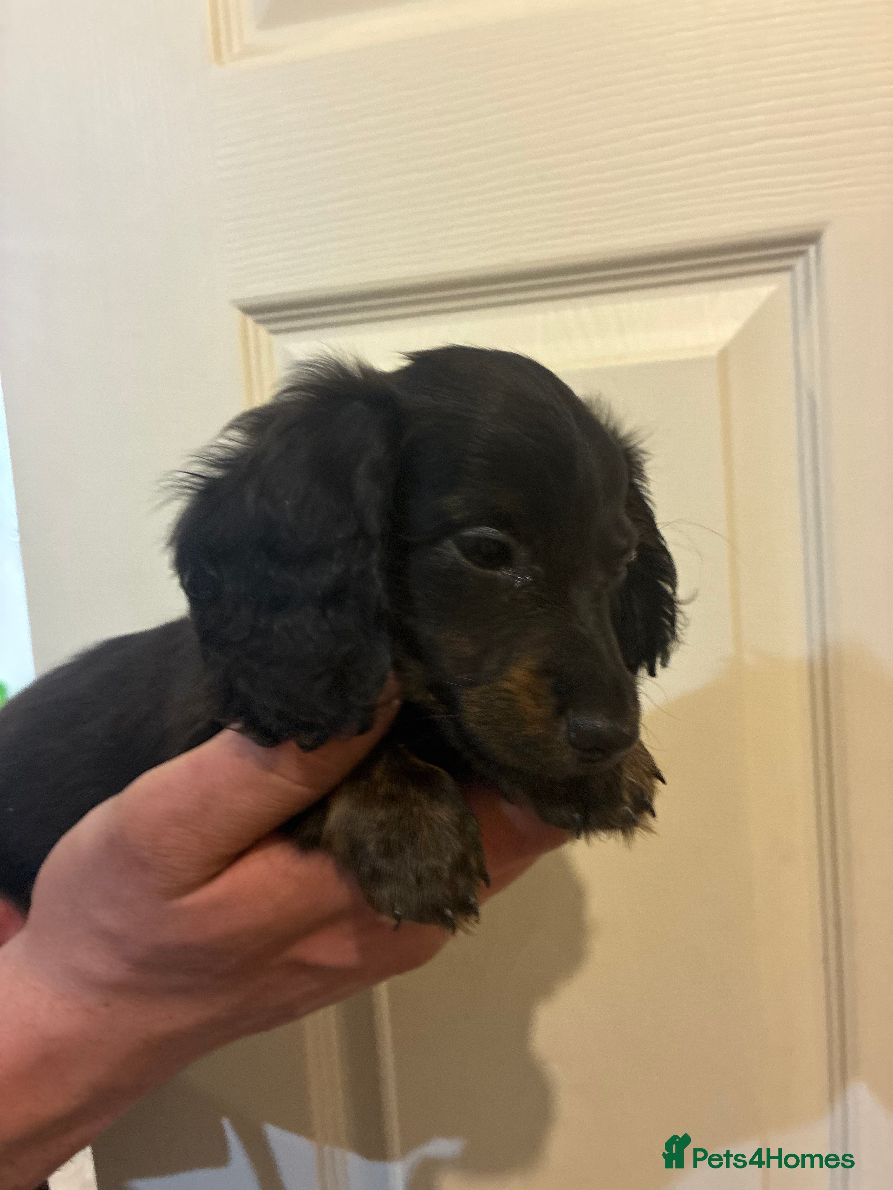 Miniature Dachshund dogs EXCEPTIONAL KC REG BRINDLE POINTED PUPS - Advert 1