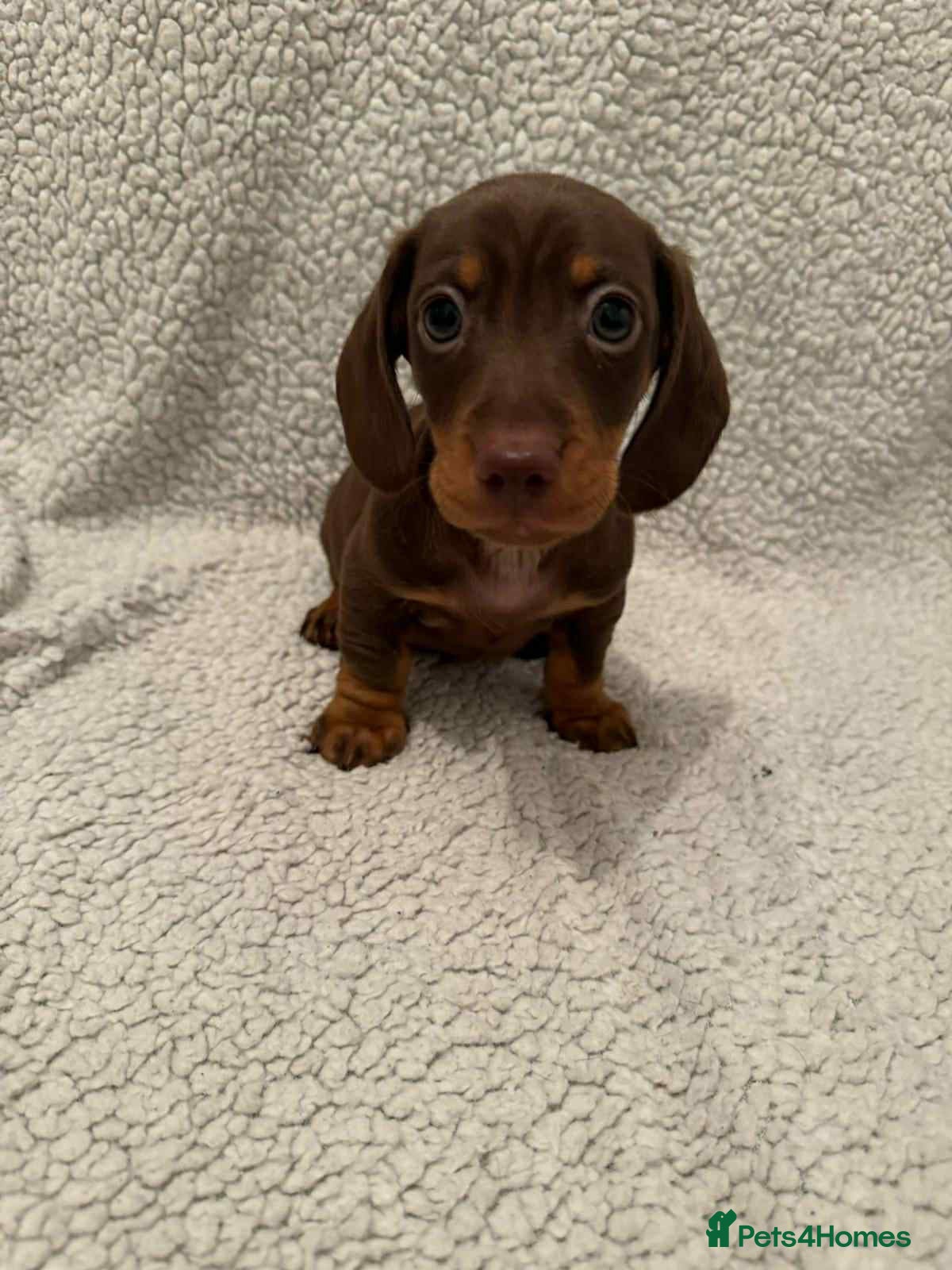 Miniature Dachshund dogs  3 chocolate and tan miniature dachshund pups  - Advert 17
