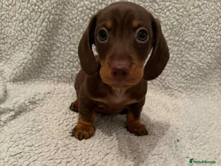Miniature Dachshund dogs 3 chocolate and tan miniature dachshund pups - Advert 17