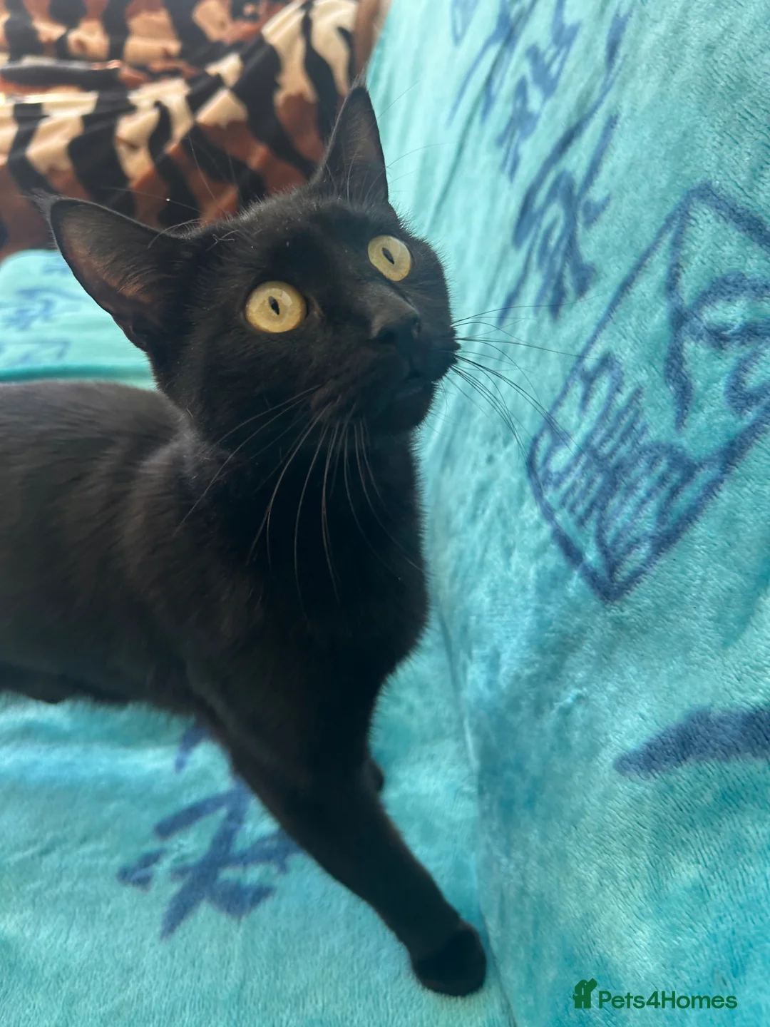 Mixed Breed cats for sale: Black Cat - Advert 1