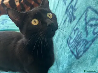 Mixed Breed cats Black Cat - Advert 2