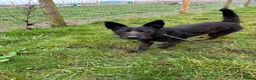 Mixed Breed dogs for adoption: Pascal is looking for a foster to adopt home  - Advert 2