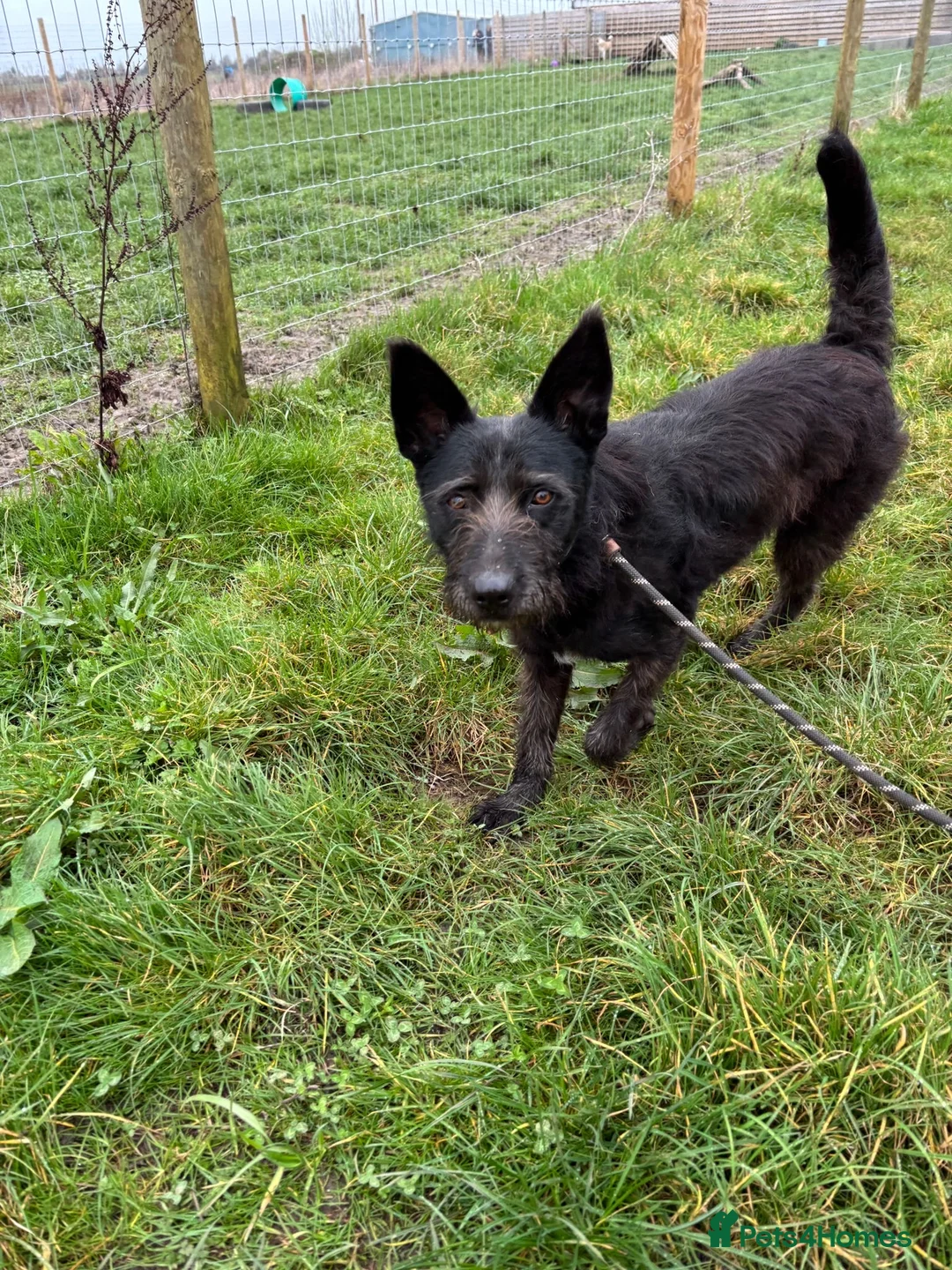 Mixed Breed dogs for adoption: Pascal is looking for a foster to adopt home  - Advert 2