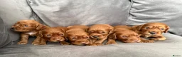 Cocker Spaniel dogs for sale: 💙 Boy Red KC Working Cocker Spaniel 💙 - Advert 28