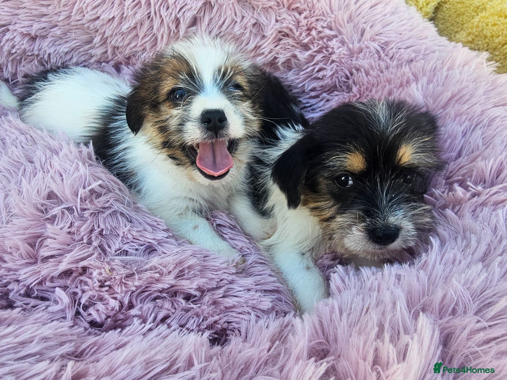 Mixed Breed dogs Jack-shih puppies - Advert 1