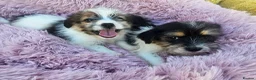 Mixed Breed dogs for sale: Jack-shih puppies - Advert 1