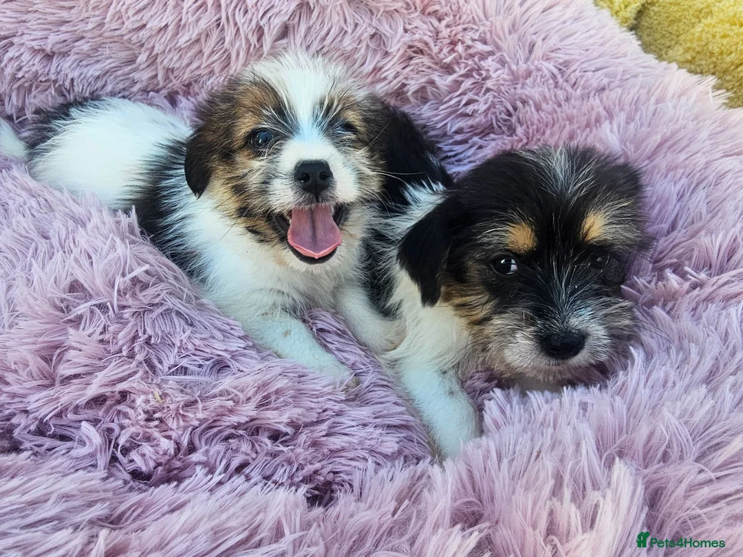 Mixed Breed dogs for sale: Jack-shih puppies - Advert 1