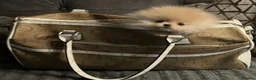 Pomeranian dogs for sale: Pomeranian teddy bear pups  - Advert 2