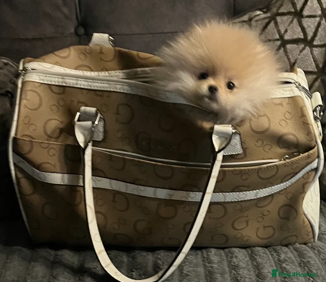 Pomeranian dogs for sale: Pomeranian teddy bear pups  - Advert 2