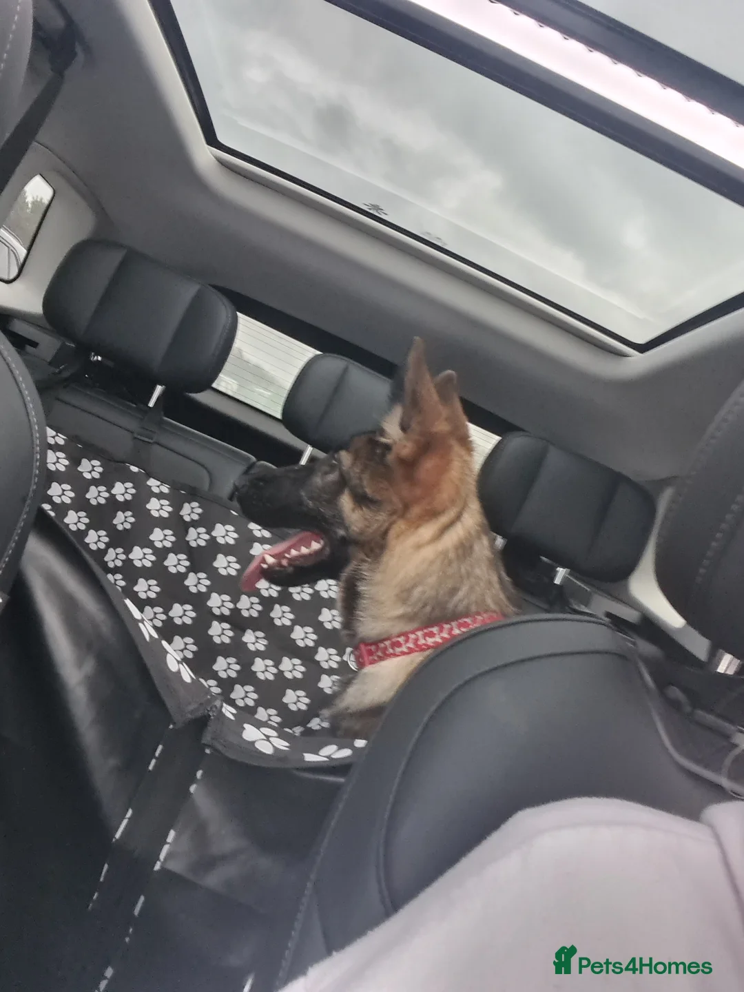 German Shepherd dogs for sale: 6 month old german shepherd for sale - Advert 5