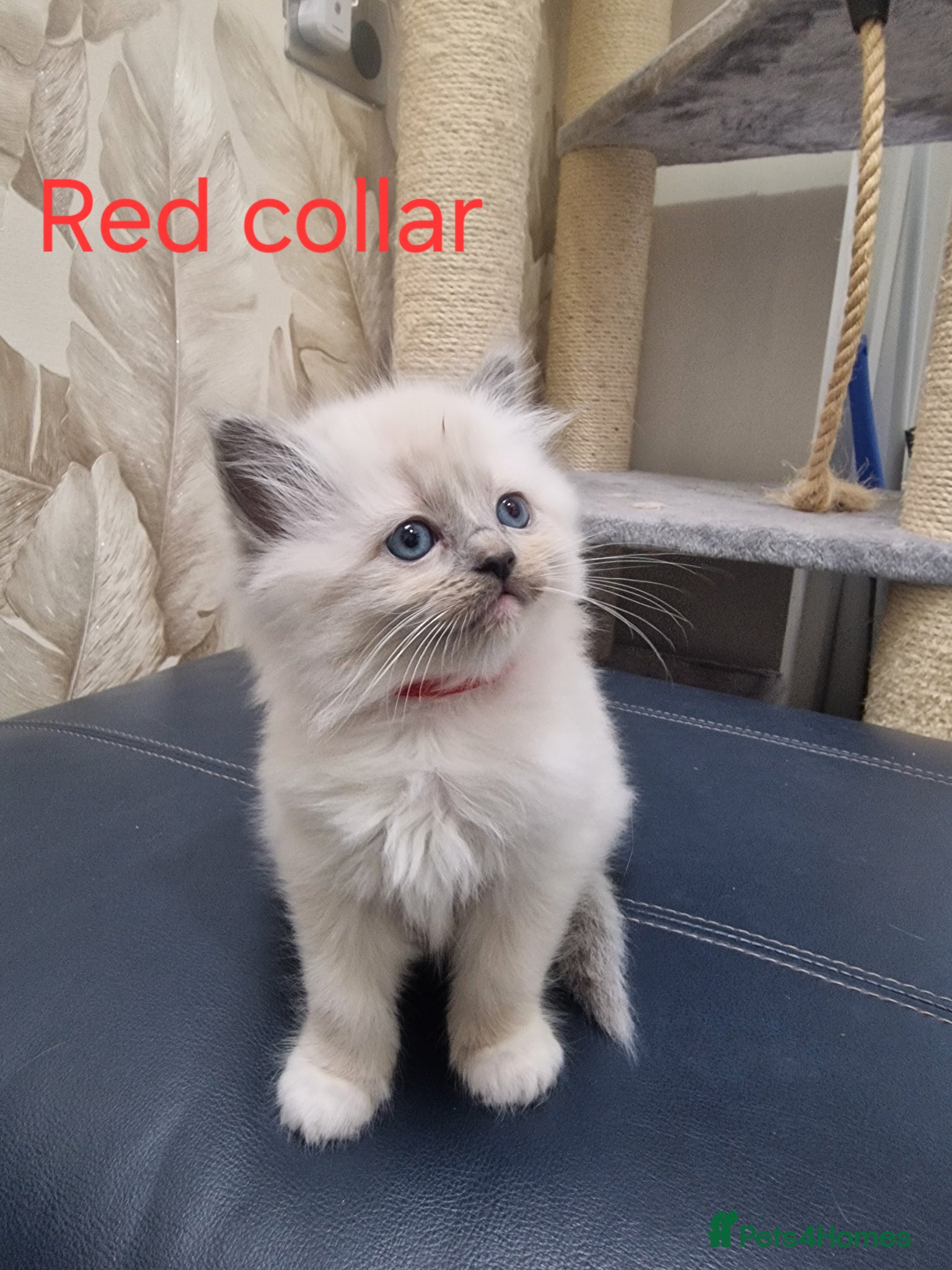Ragdoll cats Blue Point Ragdoll Kitten-vaccines/microchipped - Advert 1