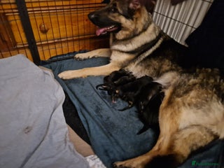 German Shepherd dogs - Advert 3