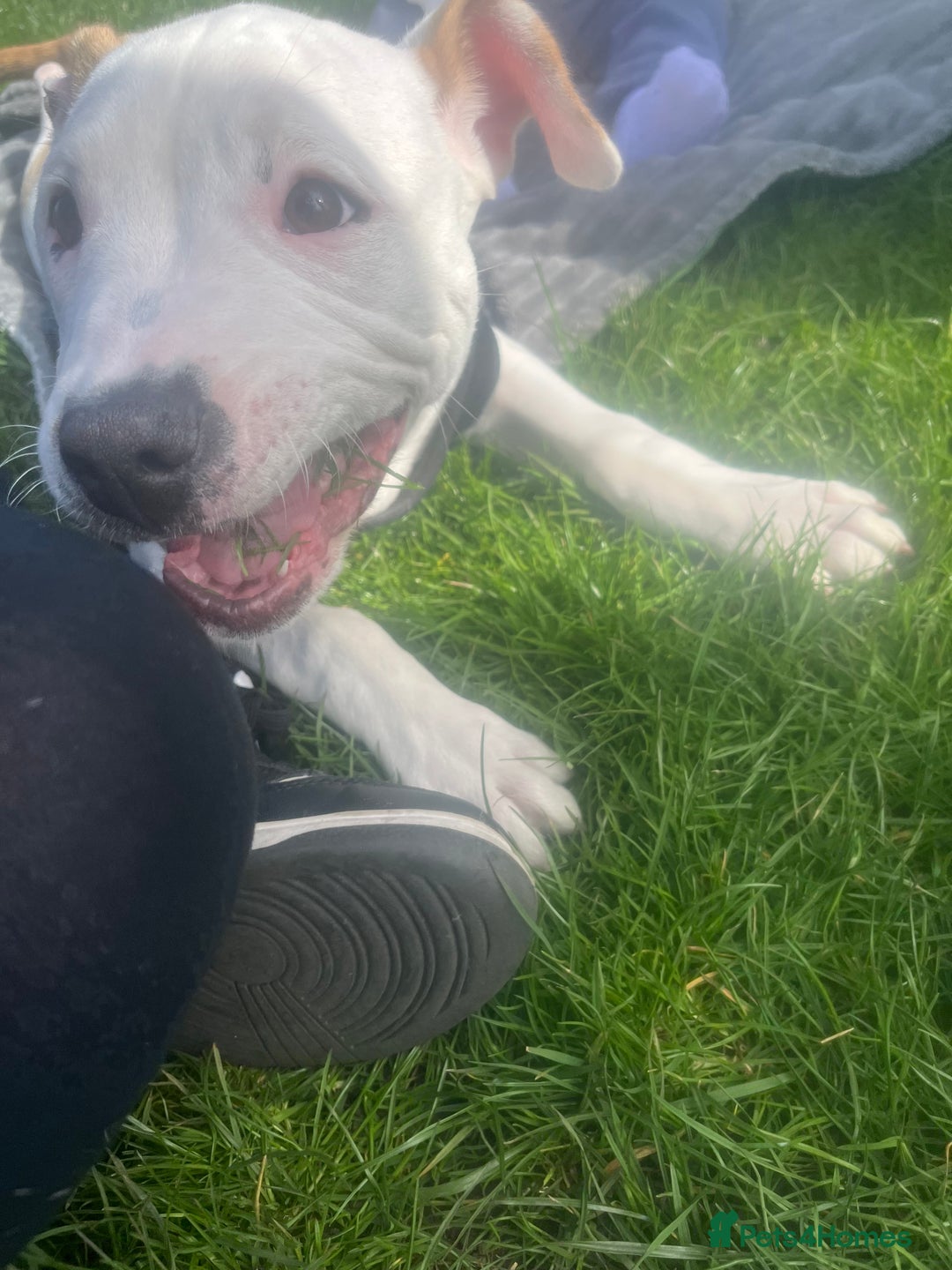 American Bulldog dogs for sale: Bruce - Image 5