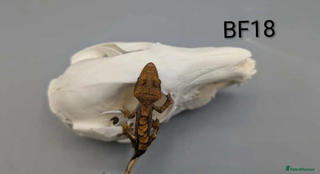 Gecko reptiles for sale: Red Harlequin Crested Gecko CB26 - Advert 5