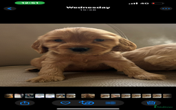 Cocker Spaniel dogs for sale: Kc reg show type cocker spaniels  - Image 19