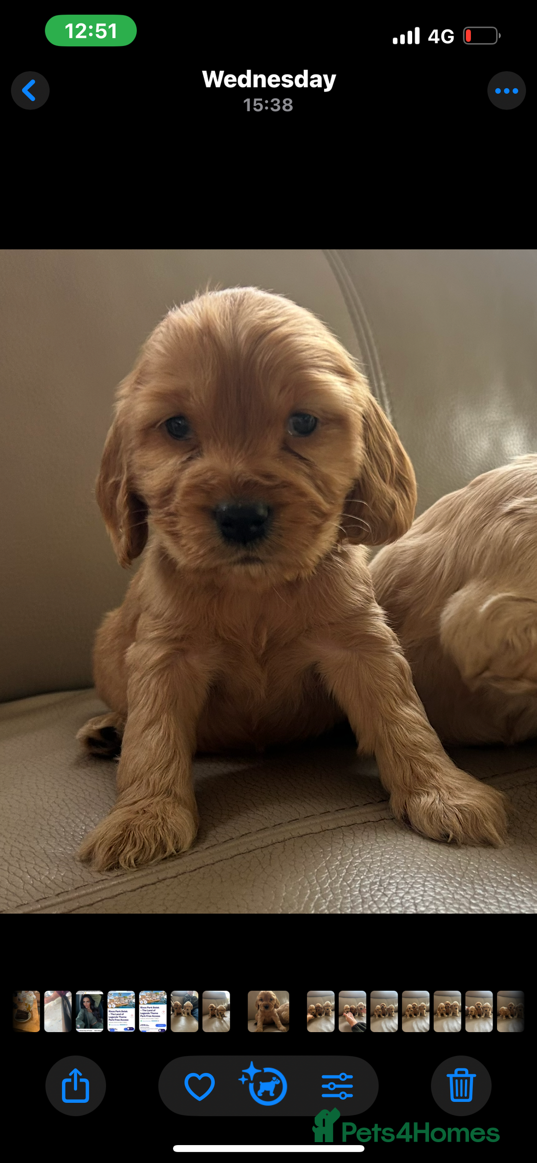 Cocker Spaniel dogs for sale: Kc reg show type cocker spaniels  - Image 19