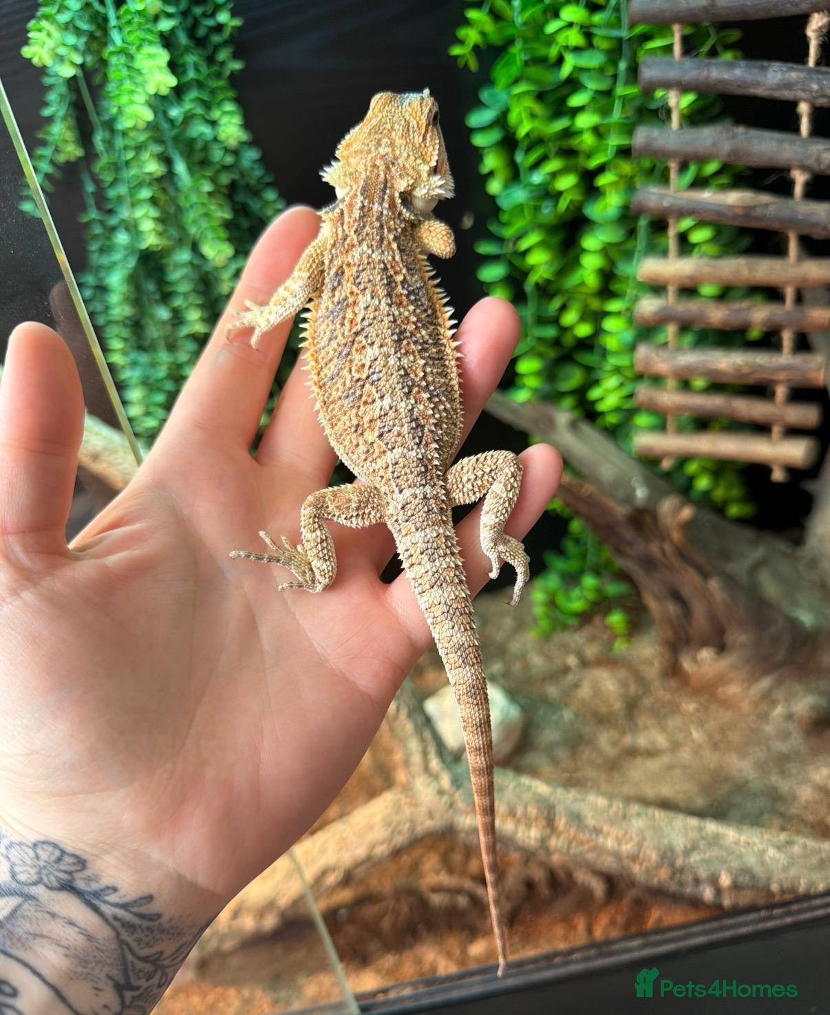 Bearded Dragon reptiles Last pretty baby remaining!  - Advert 17