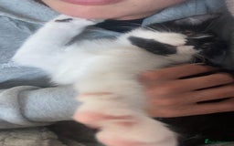 Domestic Shorthair cats for sale: 8 month old DSH - Image 3