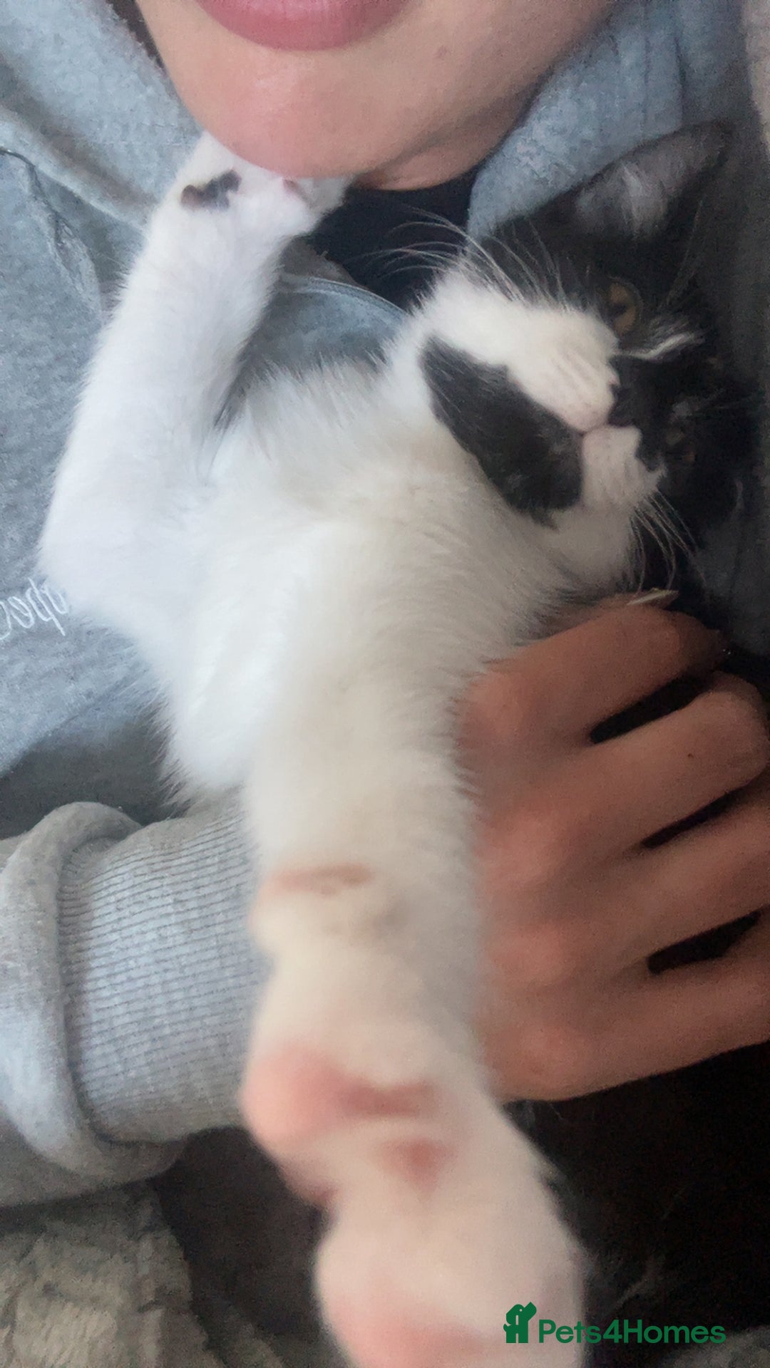 Domestic Shorthair cats for sale: 8 month old DSH - Image 3