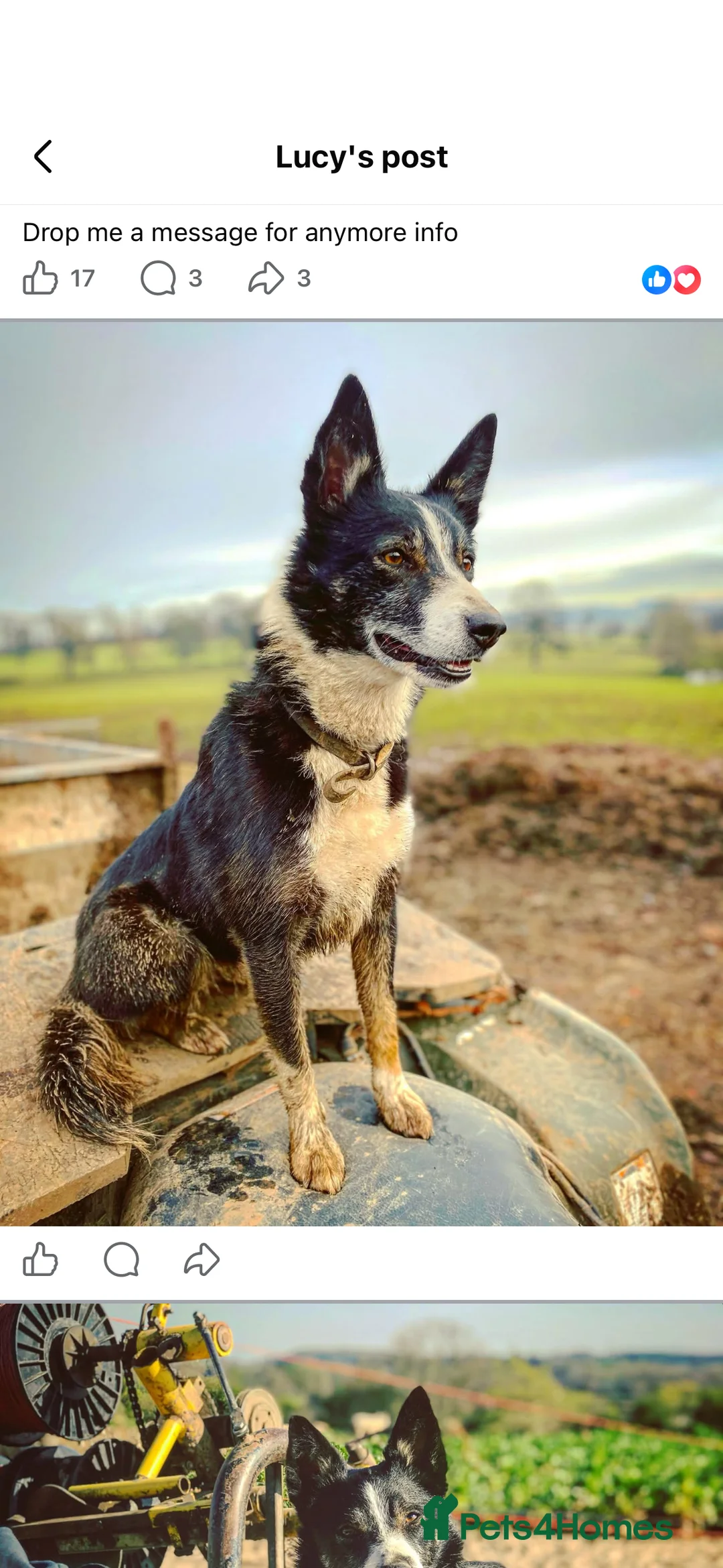 Mixed Breed dogs for sale: Kelpie x collies  in York - Advert 7