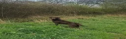 Labrador Retriever dogs for sale: KC'd Working/Trialing Pedigree Male Lab pup - Advert 8