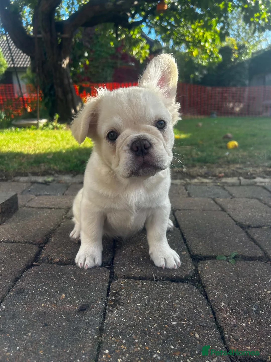 French Bulldog dogs for sale: Fluffy French bull dog Puppys  - Advert 1