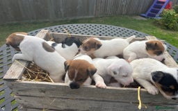 Jack Russell dogs for sale: Jack Russell puppies - Image 5