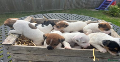 Jack Russell dogs - Advert 2