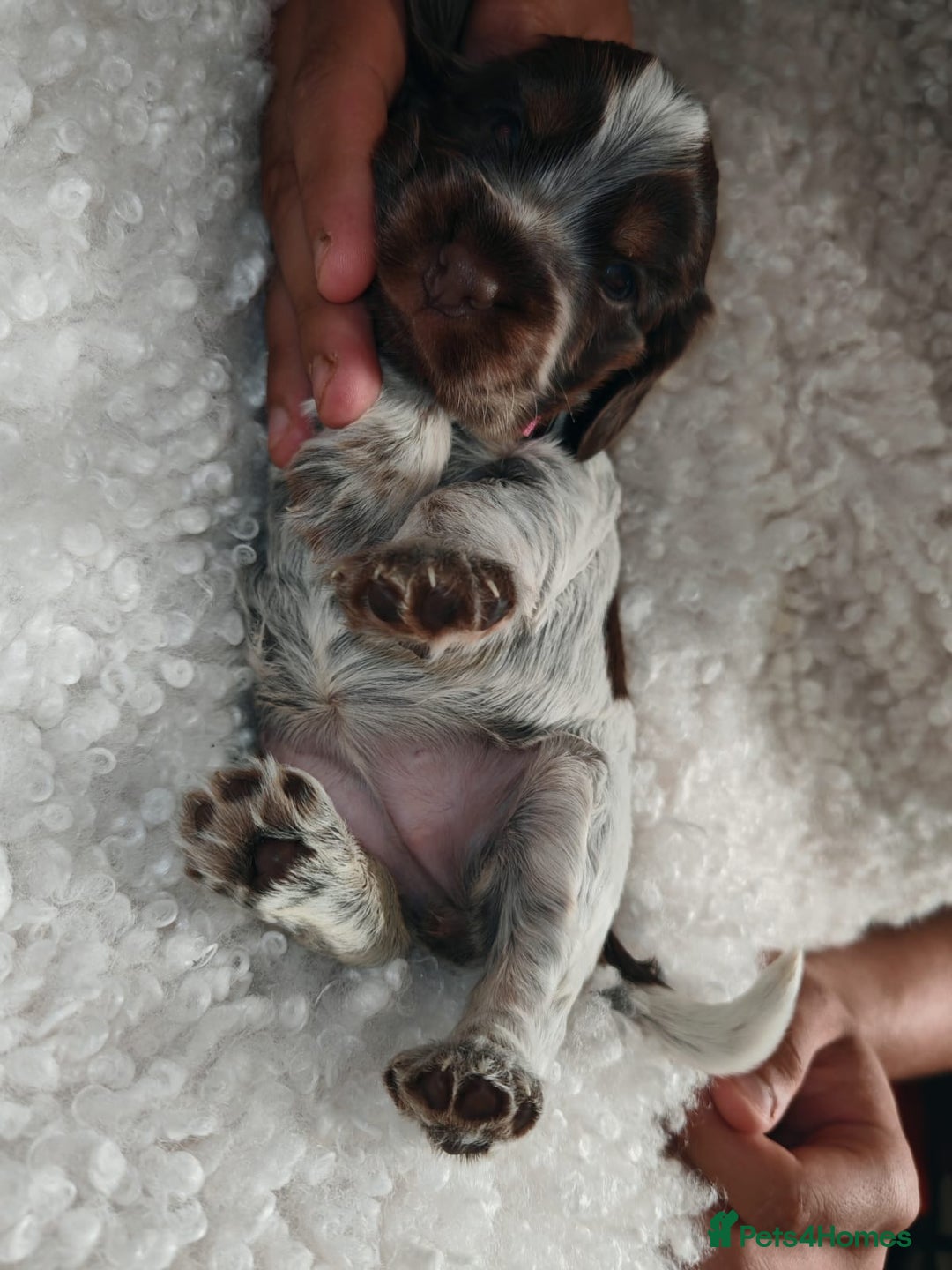 Cocker Spaniel dogs for sale: Kc show cocker spaniel puppies  - Image 20