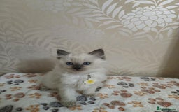 Ragdoll cats for sale: 8 beautiful Ragdoll cats - Image 6