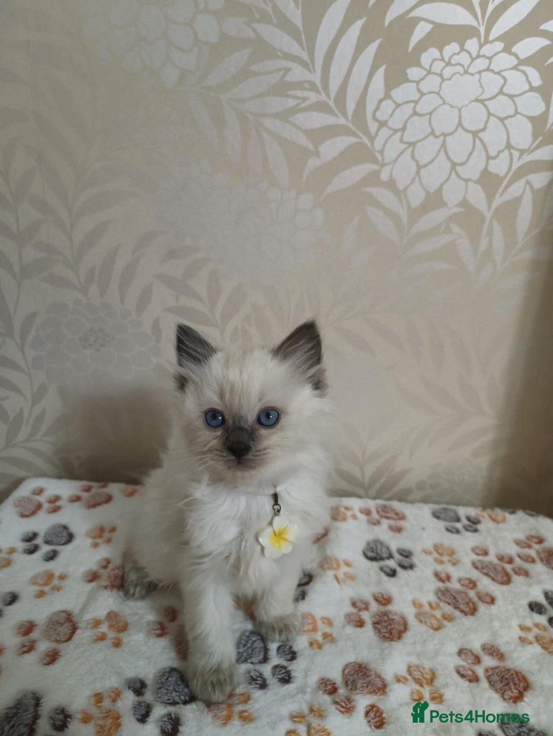 Ragdoll cats for sale: 8 beautiful Ragdoll cats - Image 6