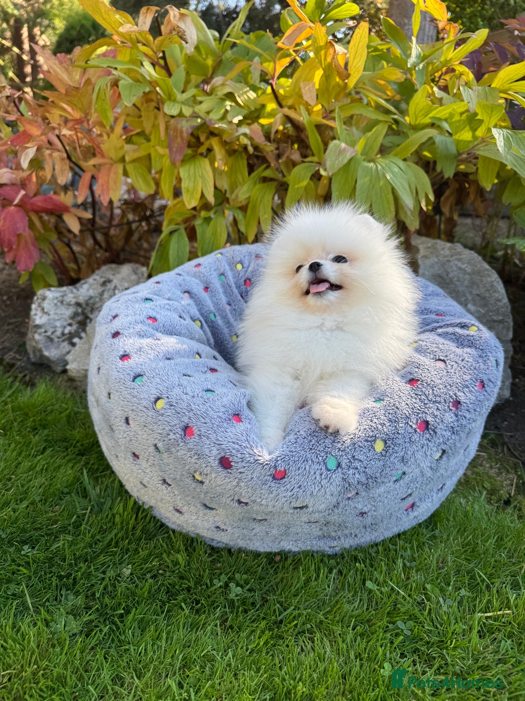 Pomeranian dogs for sale: SUPER TINY ICE WHITE POMERANIAN BOY - Image 31