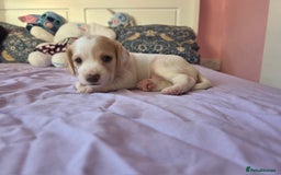 Mixed Breed dogs for sale: Cocker Spaniel Puppies – 4 Weeks Old - reserve now - Advert 9