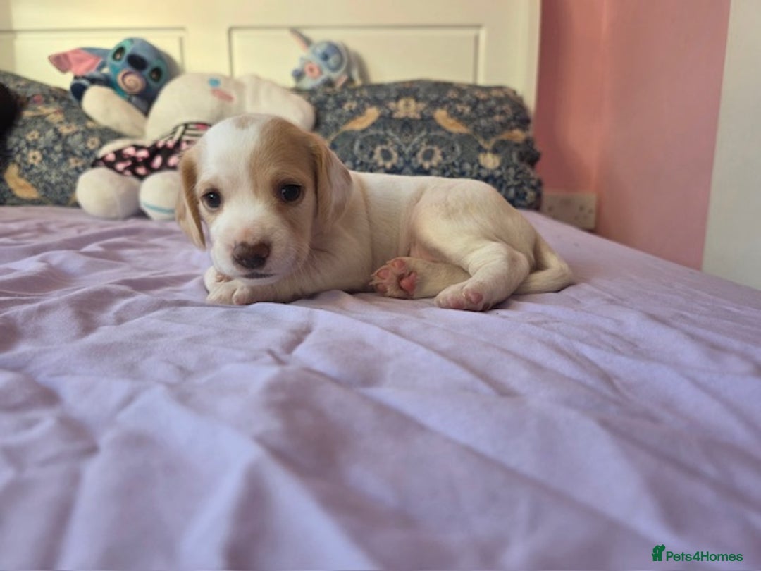 Mixed Breed dogs for sale: Cocker Spaniel Puppies – 4 Weeks Old - reserve now - Advert 9