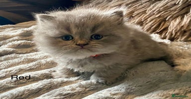 British Longhair cats - Advert 8